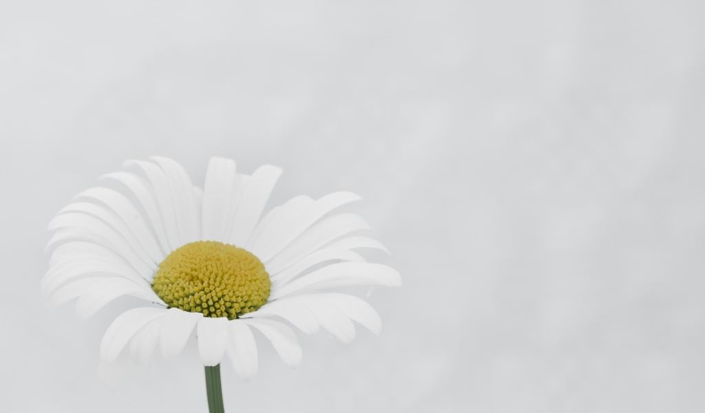 Белая ромашка с желтой серединкой на сером фоне