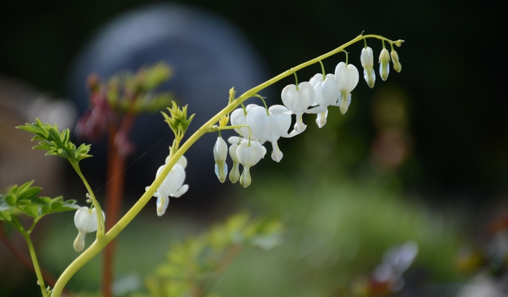 Белые нежные цветы фуксии 