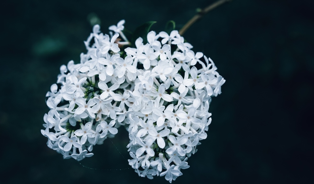 Белые цветы сирени крупным планом