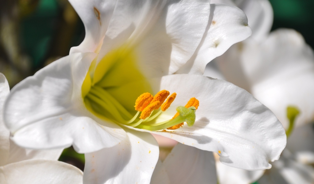 Белые лилии с желтой серединой