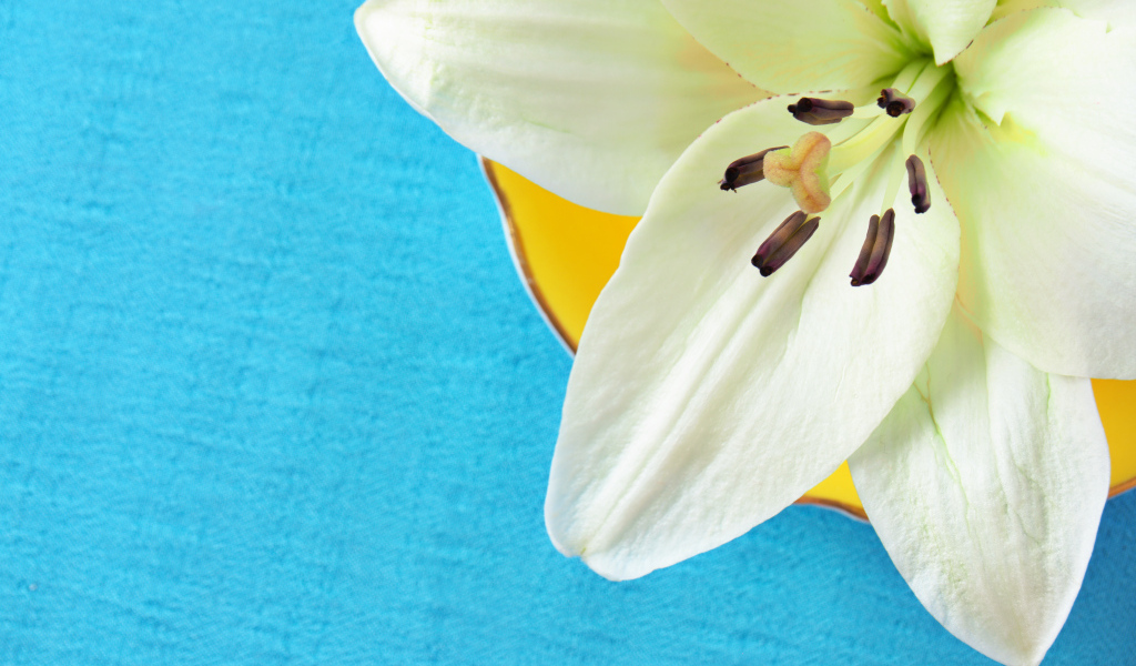 Белый цветок лилии на голубом фоне