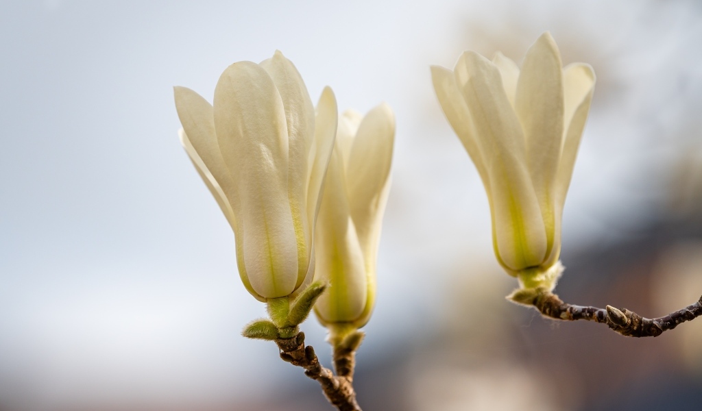 Белые цветы магнолии на ветках крупным планом