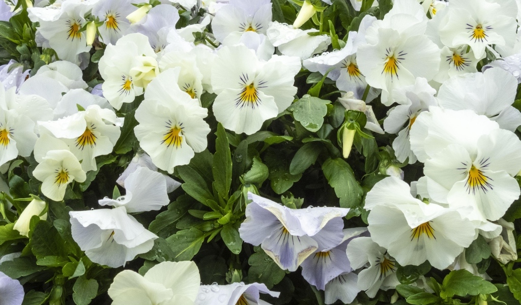 Белые цветы анютины глазки крупным планом