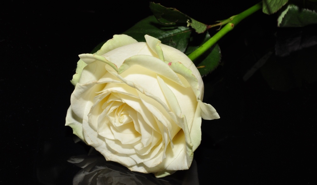 Белая роза отражается в черной поверхности 