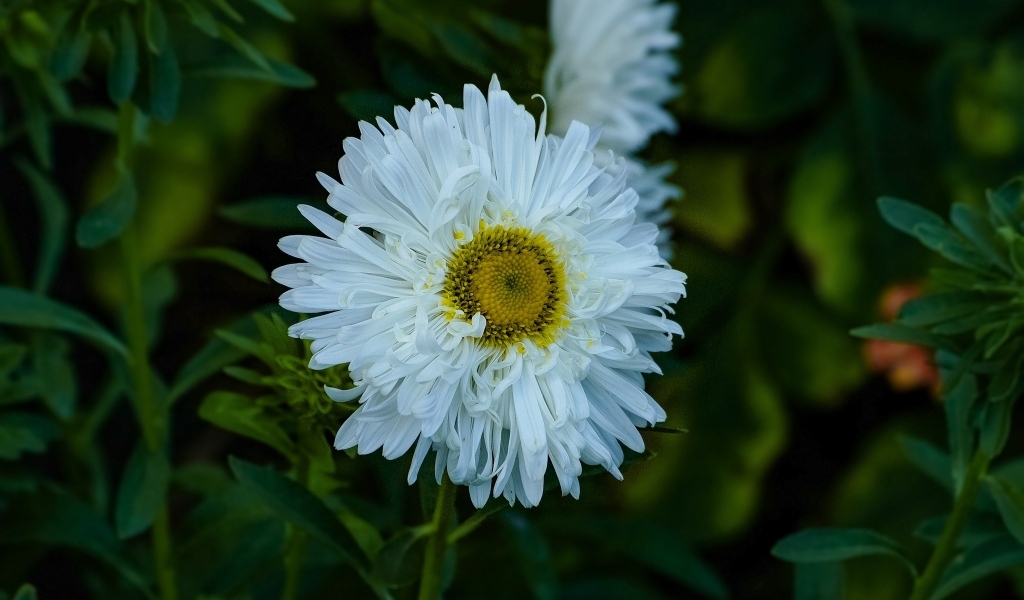 Белый летний цветок астра на клумбе