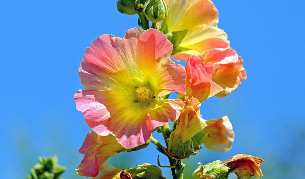 Полевые цветы мальвы на голубом фоне