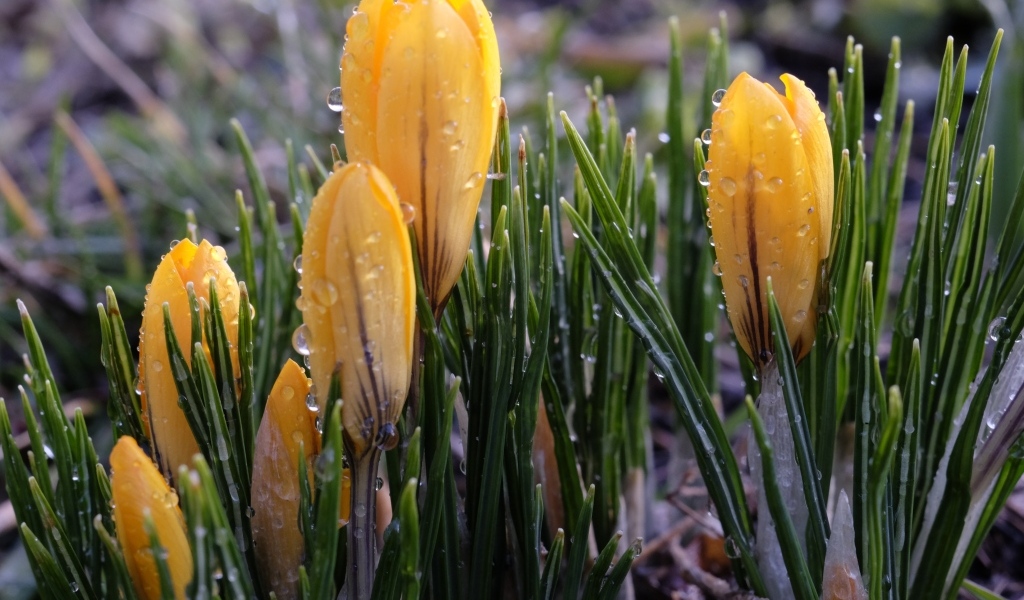 Желтые цветы крокуса распускаются на клумбе под дождем