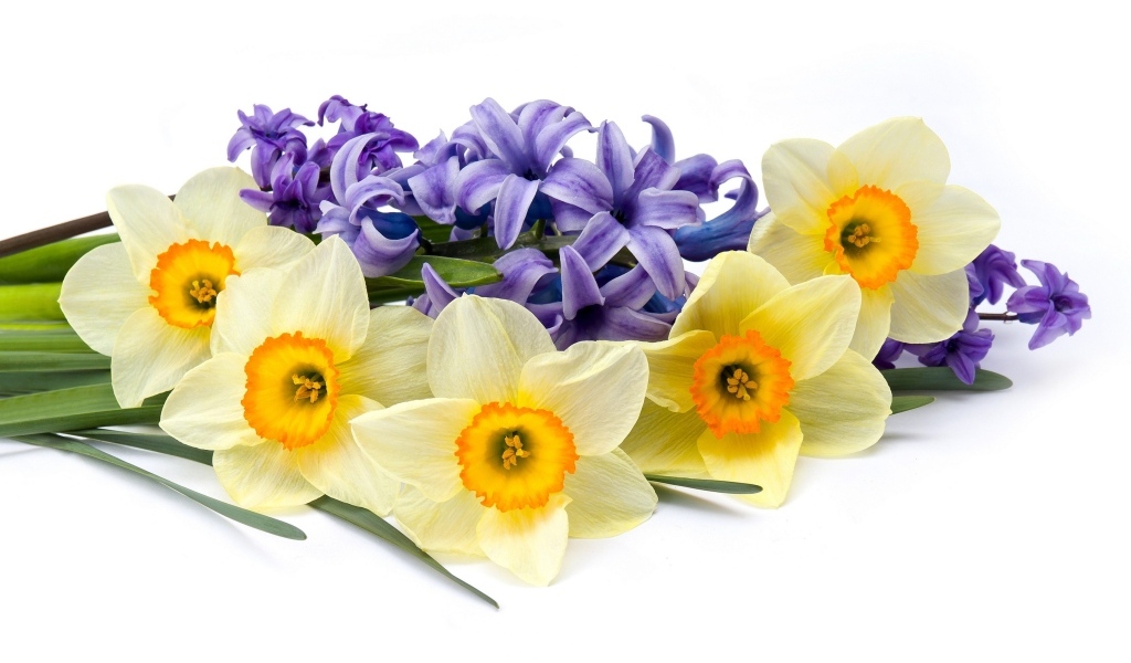 Желтые нарциссы с синим гиацинтом на белом фоне