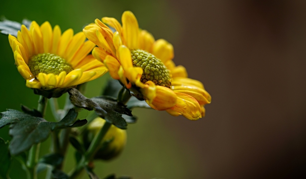 Желтые ромашковидные хризантемы с бутонами
