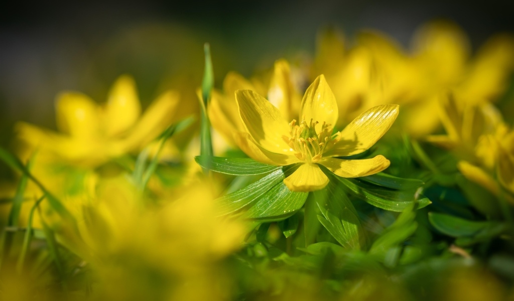 Желтые полевые лютики 