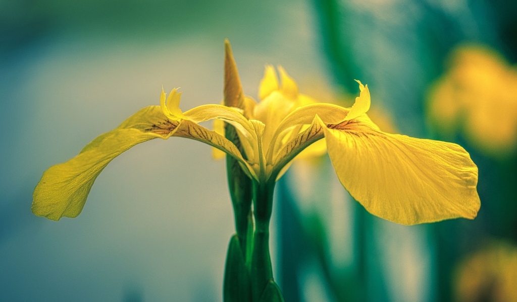 Желтый цветок ириса крупным планом