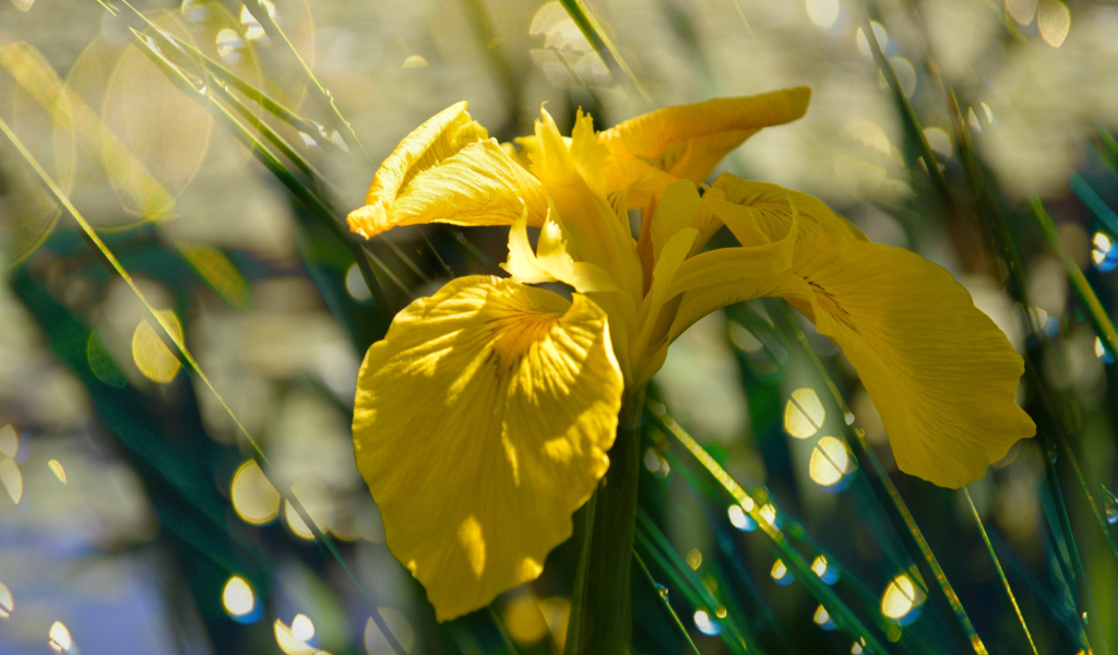 Желтый цветок ириса под дождем