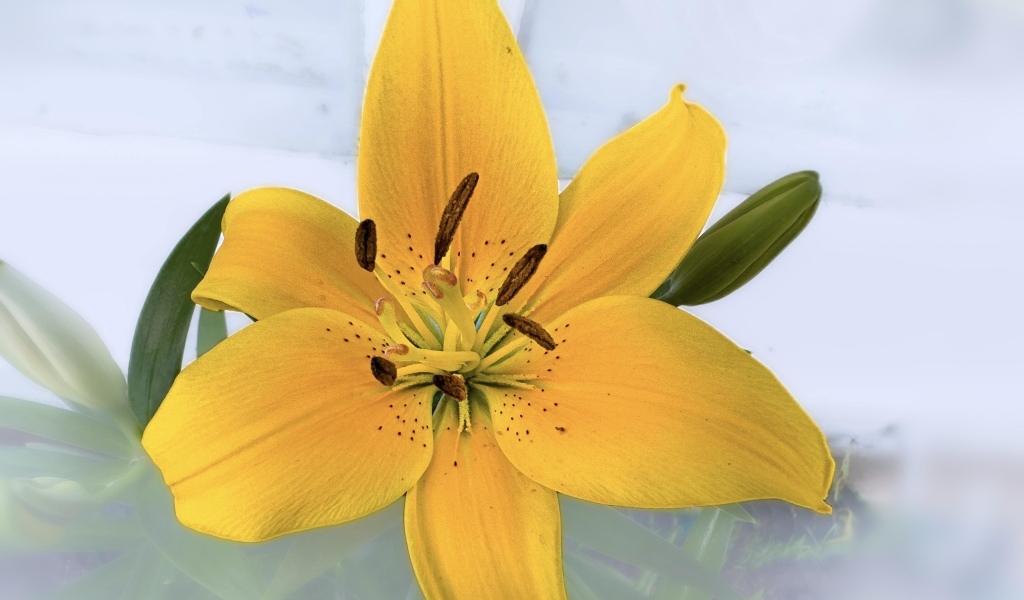 Желтый цветок лилии на прозрачном фоне