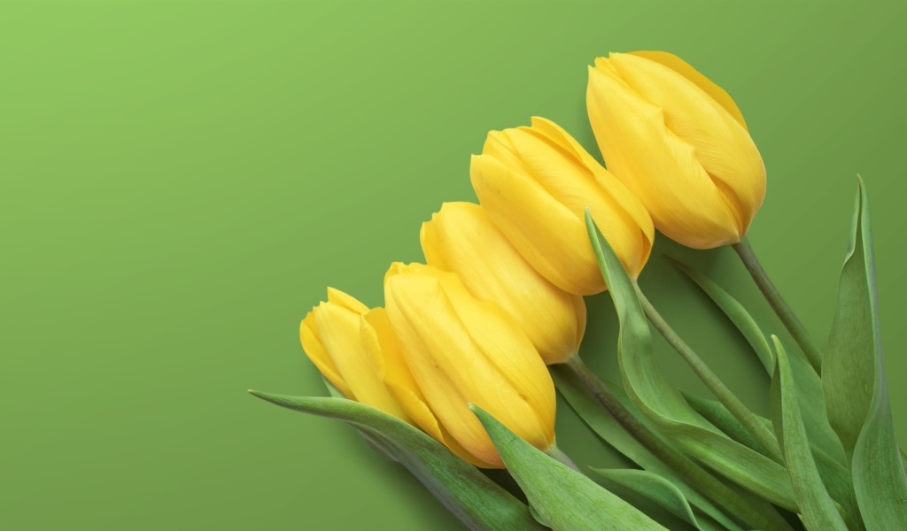 Желтые весенние тюльпаны на зеленом фоне