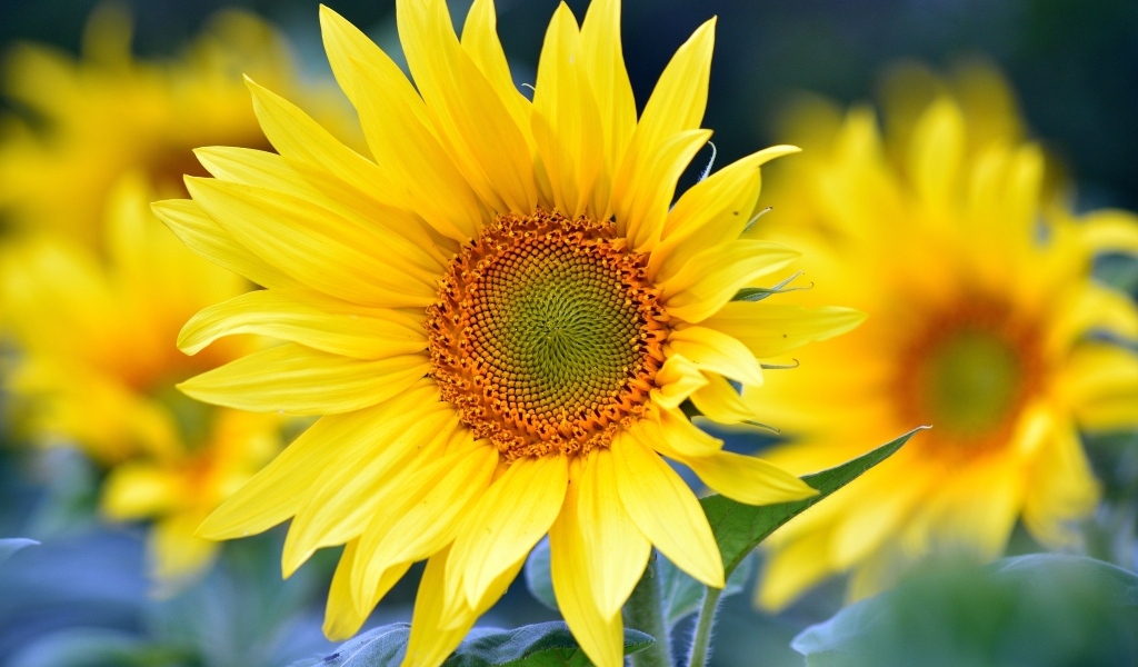 Желтые подсолнухи крупным планом