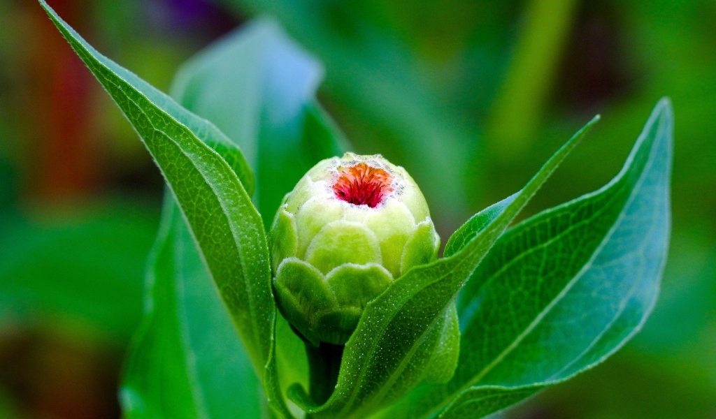 Бутон цветка циннии с зелеными листьями