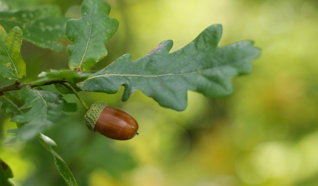 Желудь с зелеными листьями на ветке