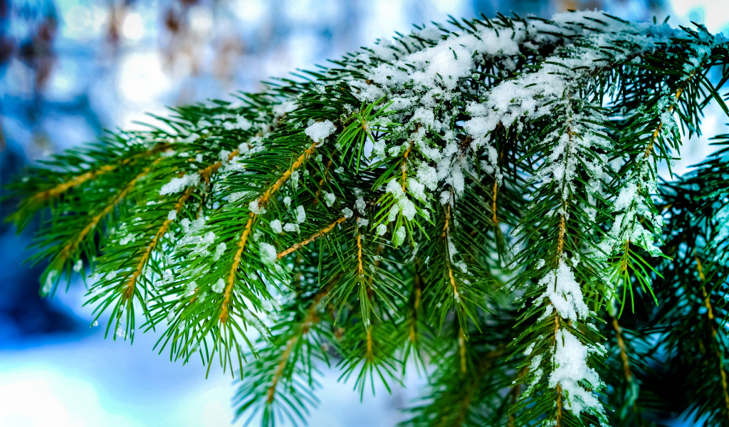 Зеленая ветка ели в снегу