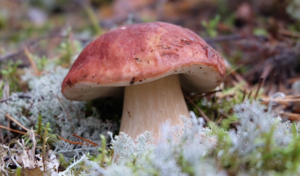 Большой гриб боровик во мху