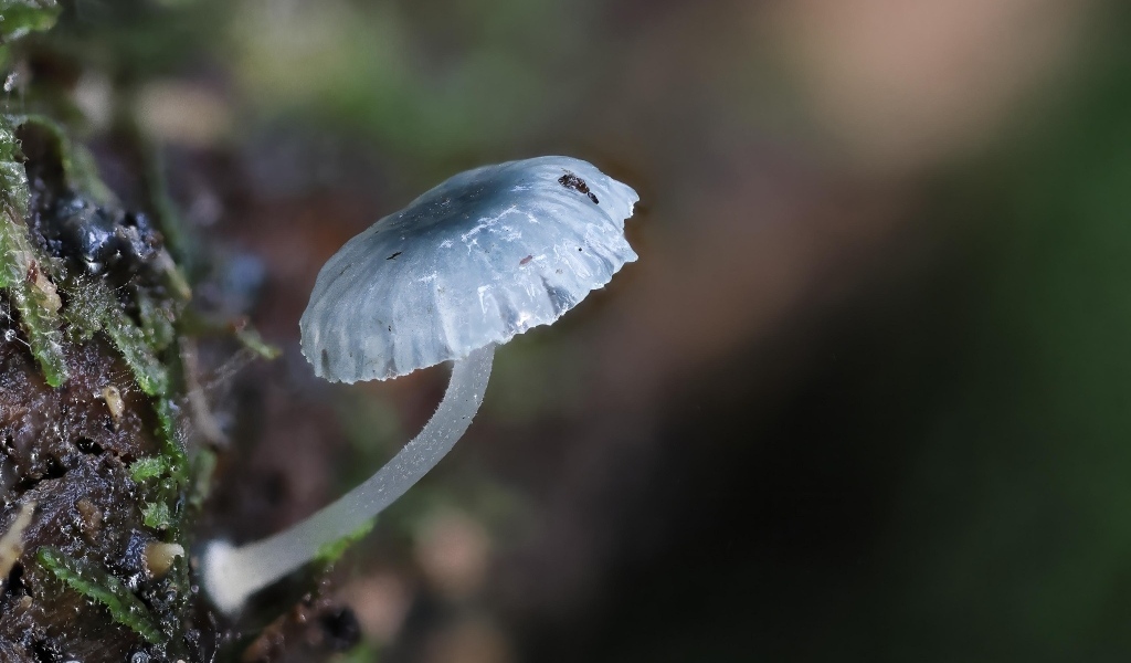 Маленькая голубая поганка на дереве 