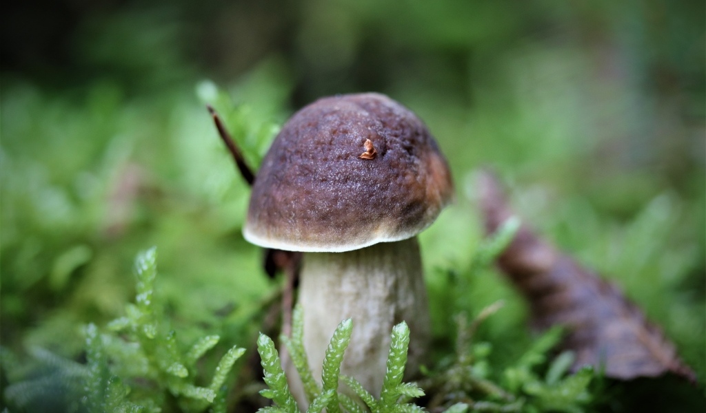 Маленький гриб в зеленом мху