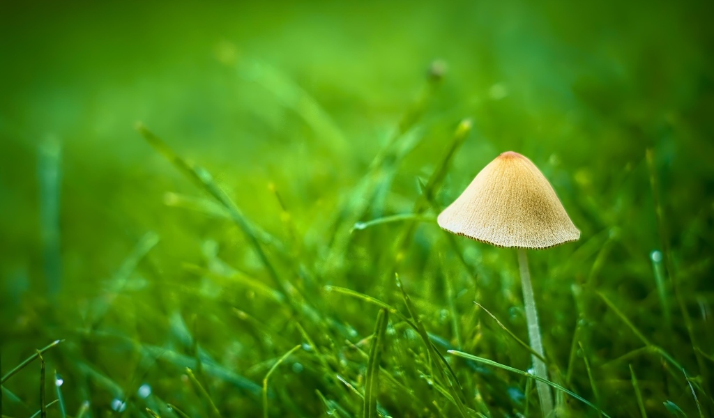 Гриб поганка в зеленой траве