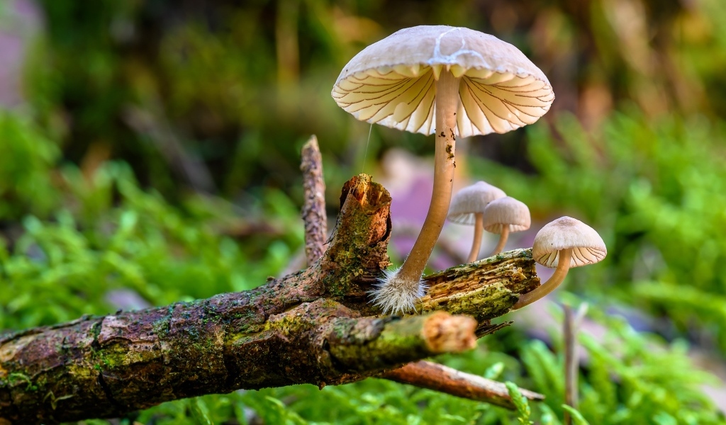 Грибы поганки на гнилой ветке