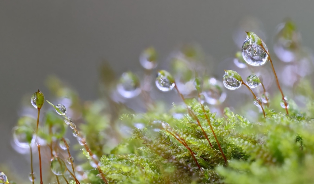 Мох в каплях росы крупным планом
