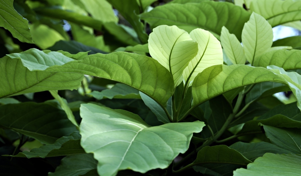 Растение с большими зелеными листьями 