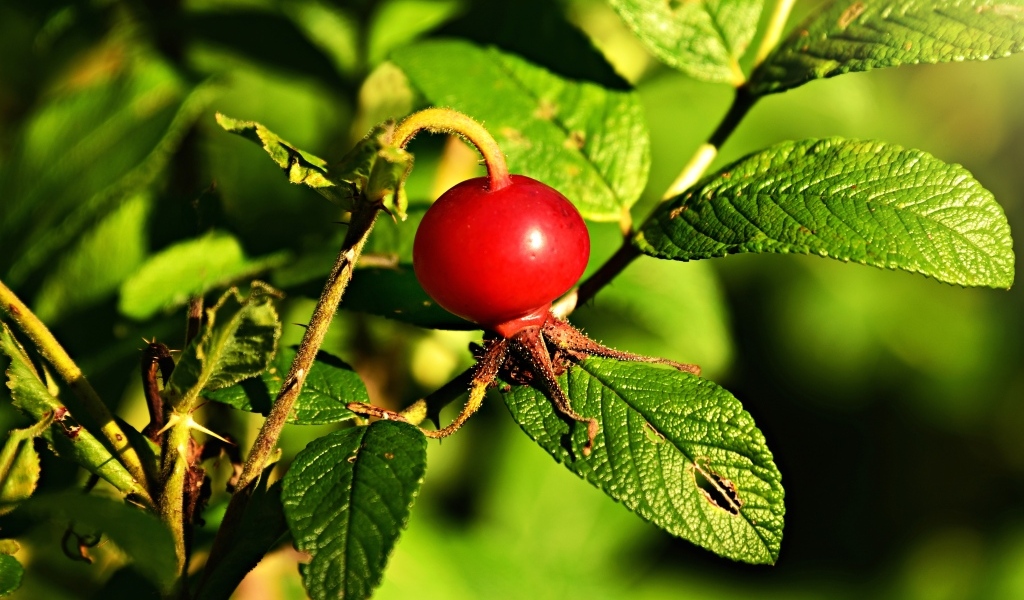Красная ягода шиповника на ветке с зелеными листьями