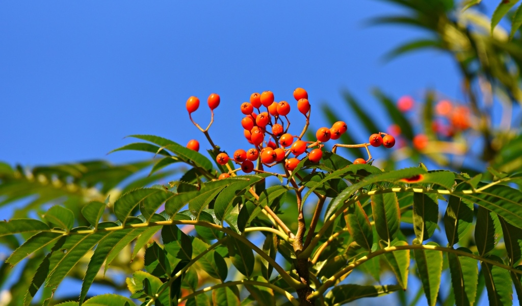 Красные ягоды рябины в зеленых листьях