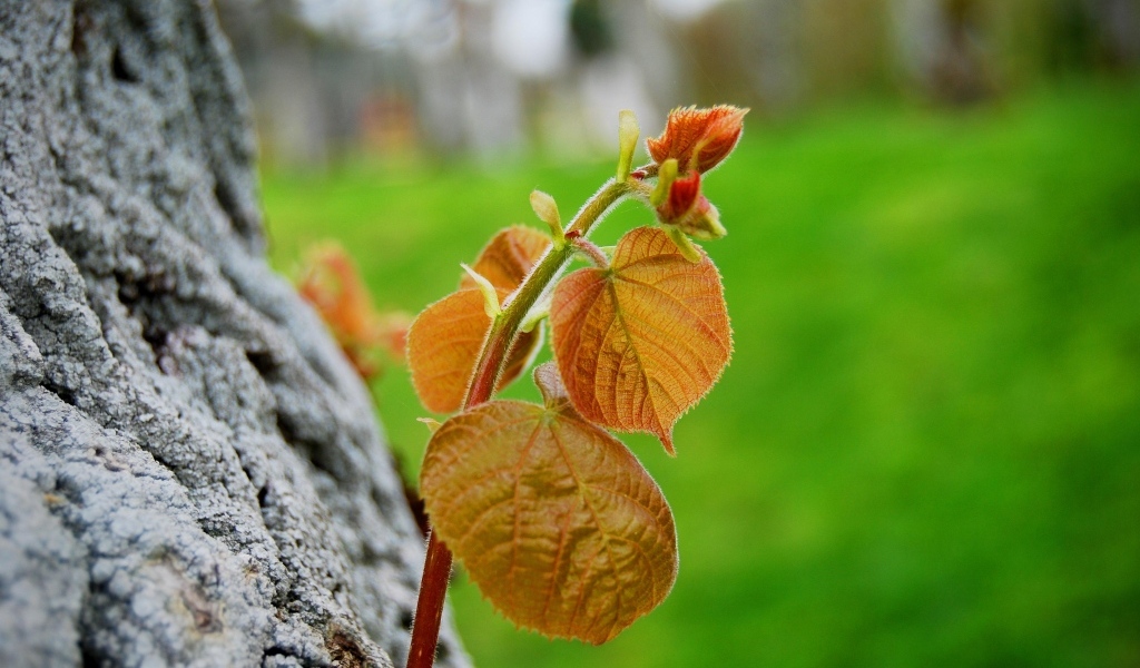 Молодая веточка с листьями на дереве