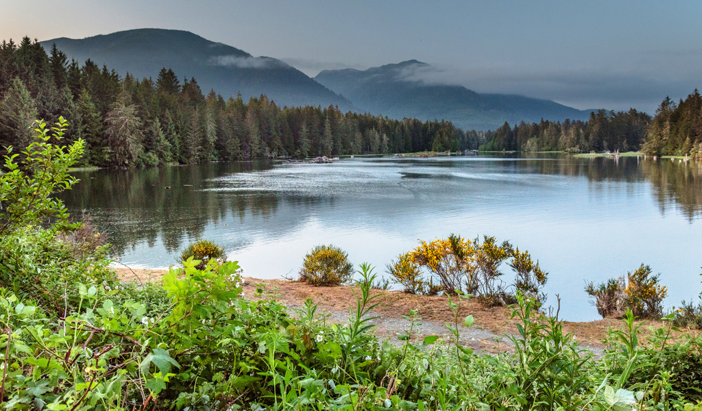 Густой лес на берегу горного озера