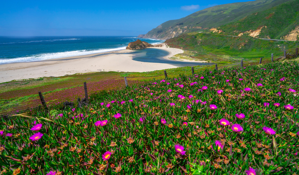 Розовые цветы на холме у океана 