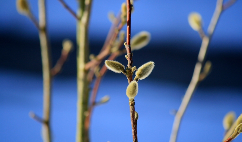 Ветка вербы распускается теплой весной