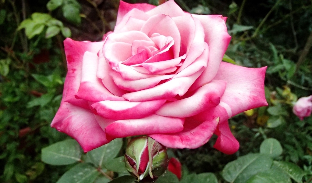 Крупная розовая роза на клумбе вблизи