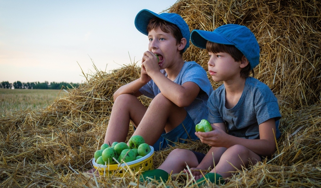 Два маленьких мальчика с зелеными яблоками у стога сена