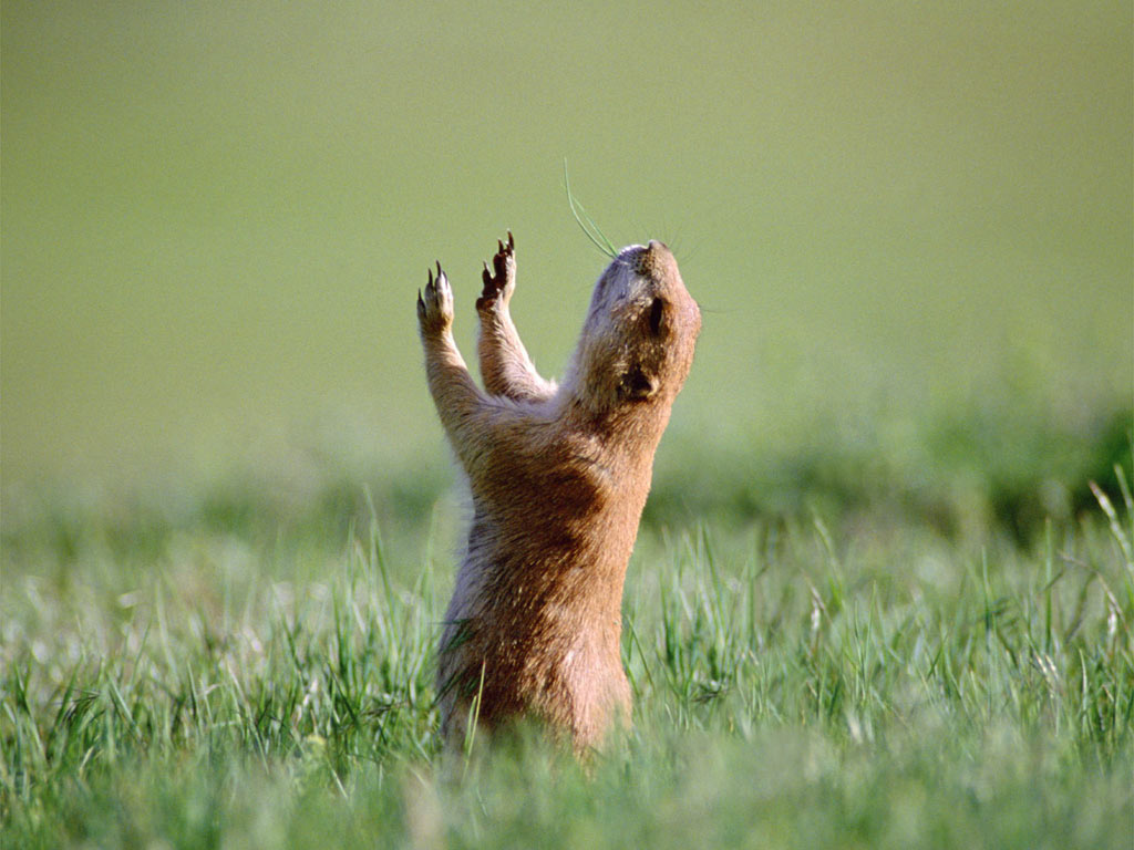 Маленький зверь