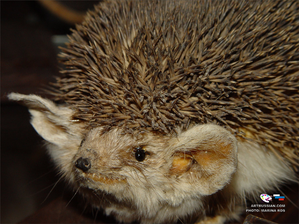 Ушастый ежик