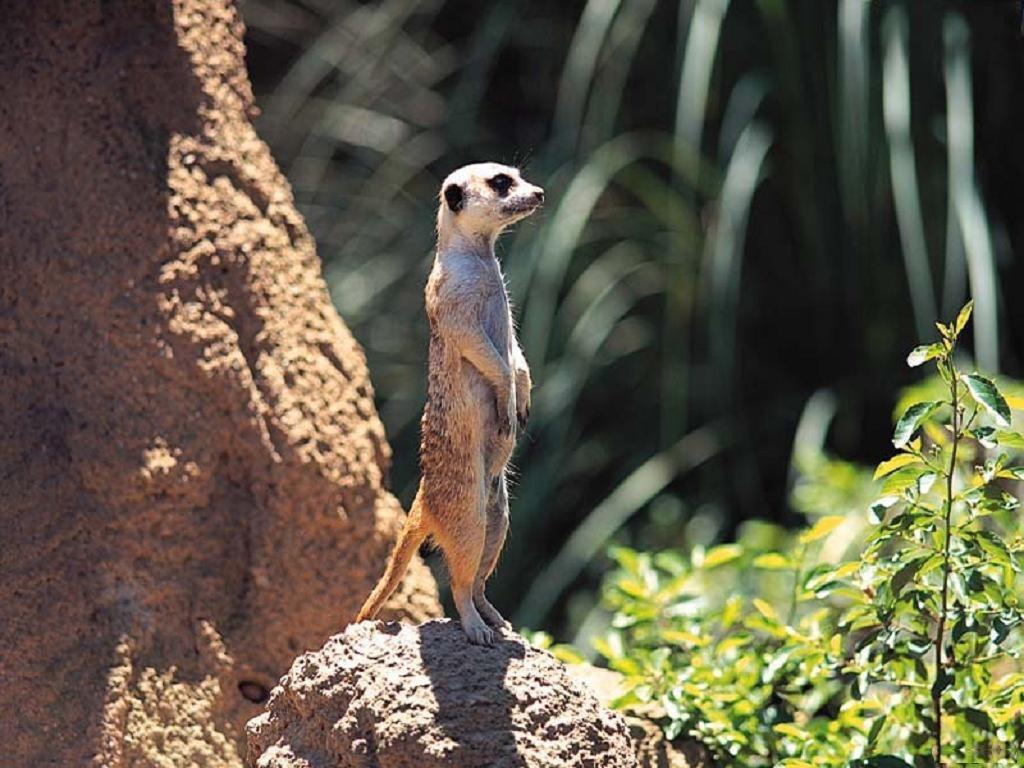 Зверёк на задних лапках