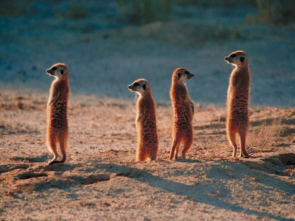 Африканские жители