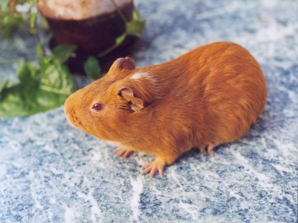 Морская свинка