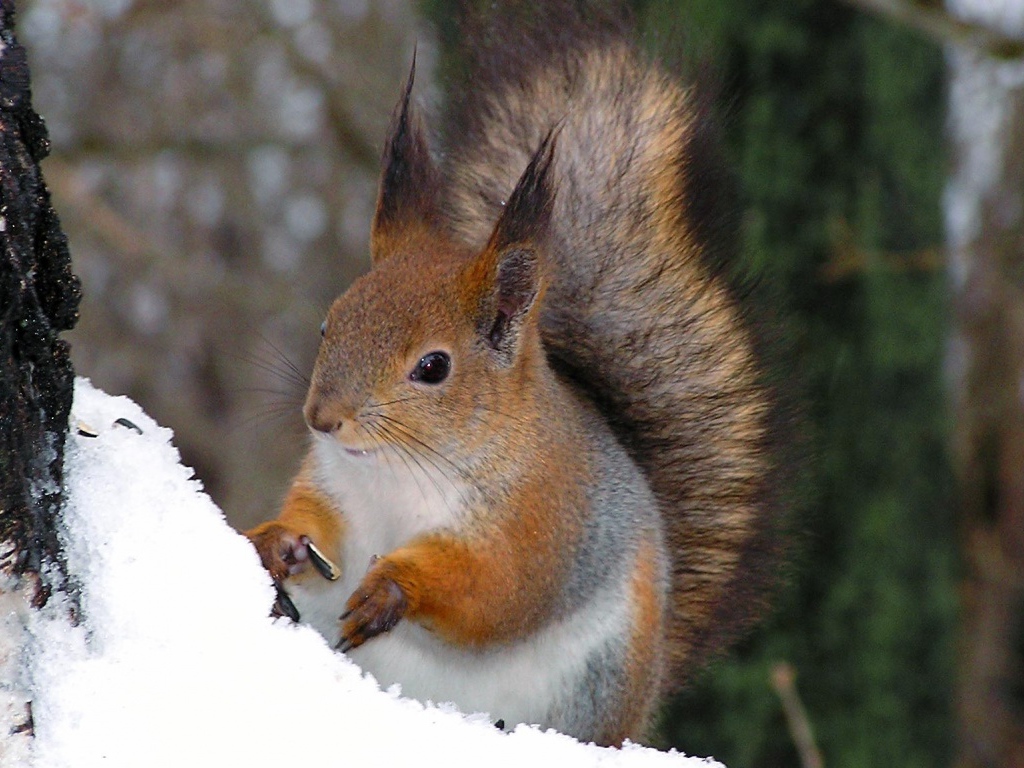 Белочка на дереве