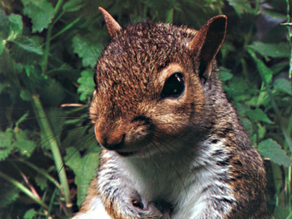 Лесной зверек