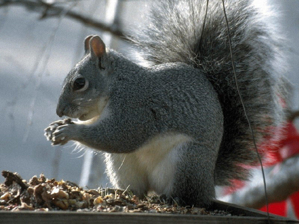 Белка с пушистым хвостом