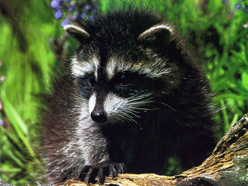 Крошка енот