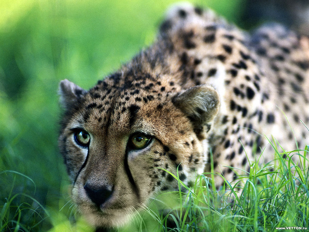 Быстрый гепард