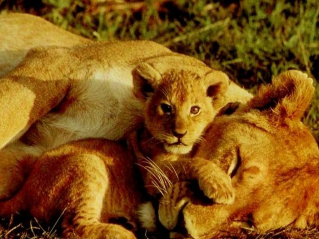 Тигрёнок и львица