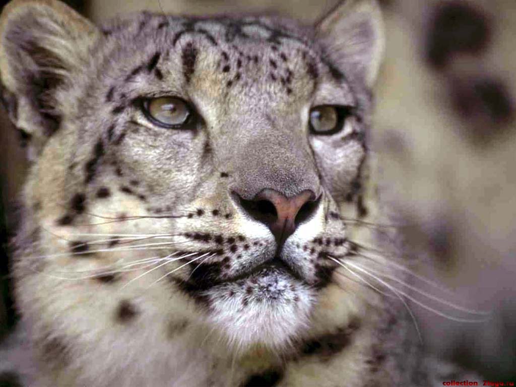 Самка гепарда