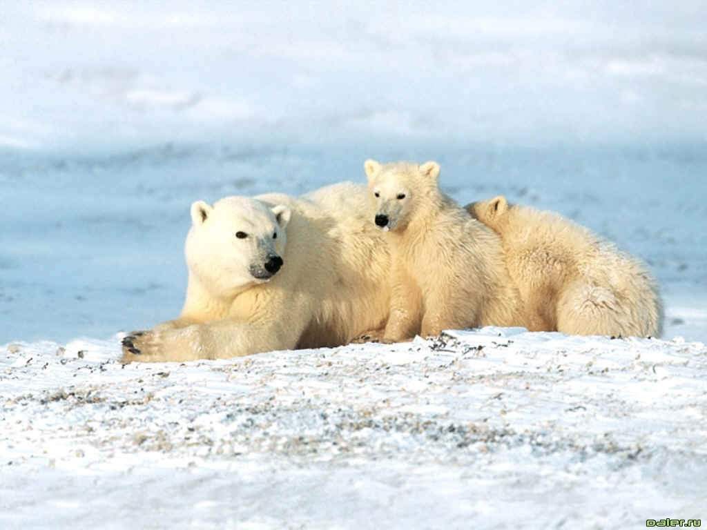 Белые звери